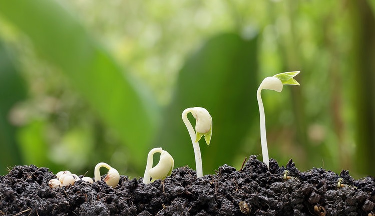 Lessons from Global Health Development: Insights from Four Change Models