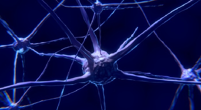 WARNING! Retirement May Mess With Your Oligodencrocytes!